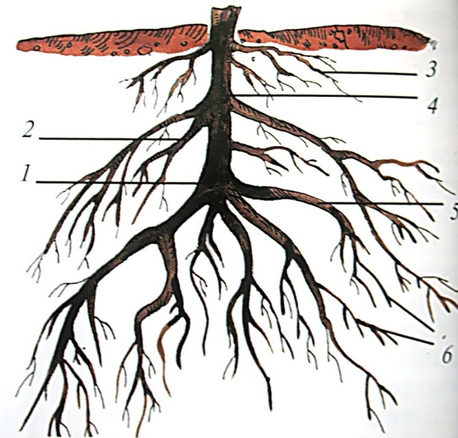Корень дерева это 4. Корни черешни сбоку. Корневая система липы. Корневая система дуба обыкновенного. Корень тополя.